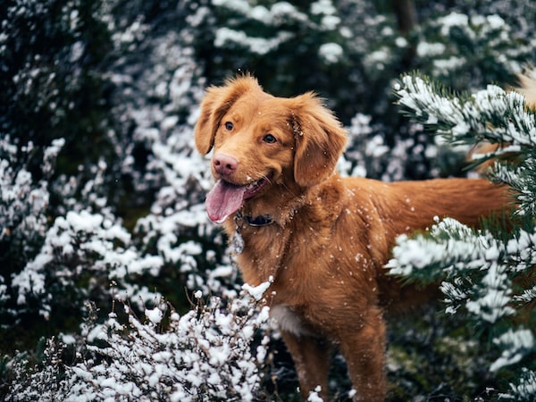 Domestic dog, Canis familiaris, being affectionate, adorable and lovable in Christmas holidays